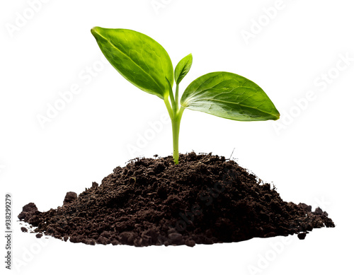 sprouting fresh plants from the ground in PNG 