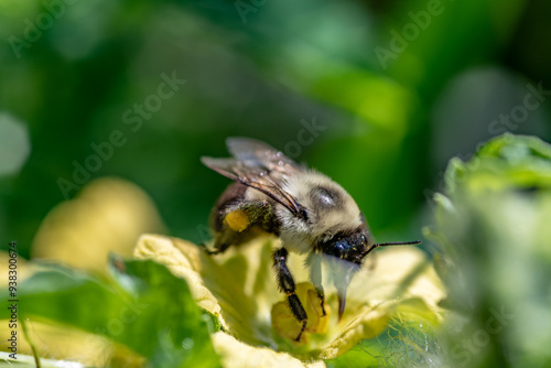 Bumblebee On Watermelon Flower