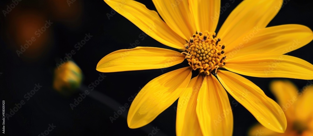 This Yellow Flower Is Very Beautiful