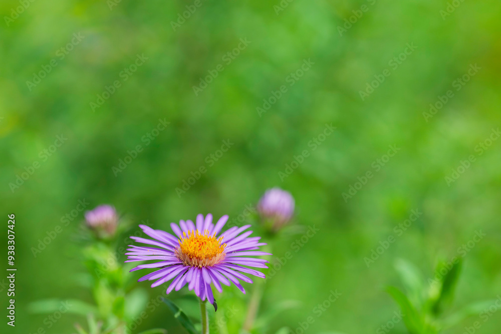 Obraz premium flower in the garden