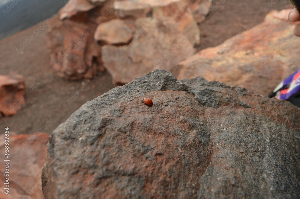 ladybug on lava stone of Etna ladybug on lava stone of Etna