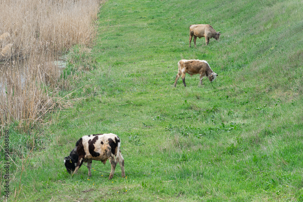 Grazing cows, Balti, Republic of Moldova, 2024-04-13 Grazing cows, Balti, Republic of Moldova, 2024-04-13