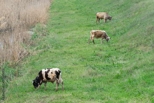 Grazing cows, Balti, Republic of Moldova, 2024-04-13 photo