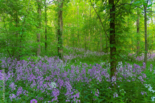 Dame's rocket flowers in the forest