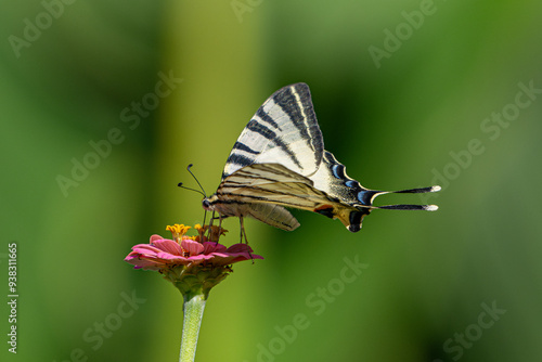 A beautiful Makhaon butterfly. A butterfly sits on a flower on a green background photo