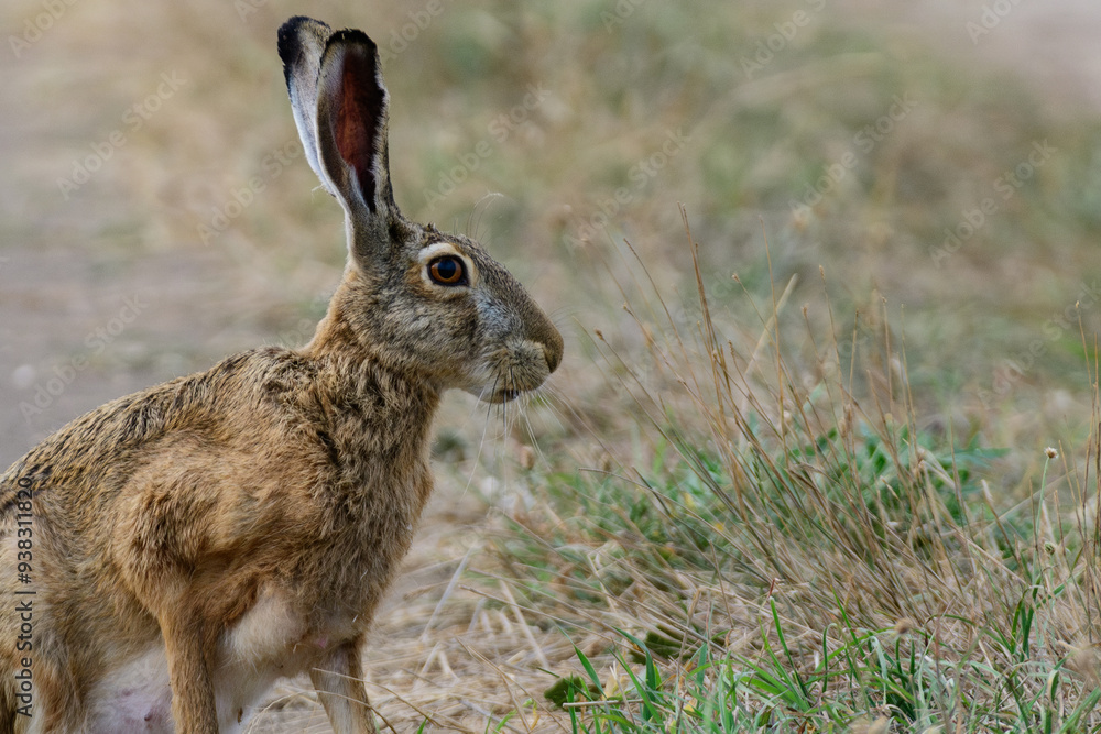 Wild European Hare Lepus Europaeus. Head animal close up Wild European Hare Lepus Europaeus. Head animal close up