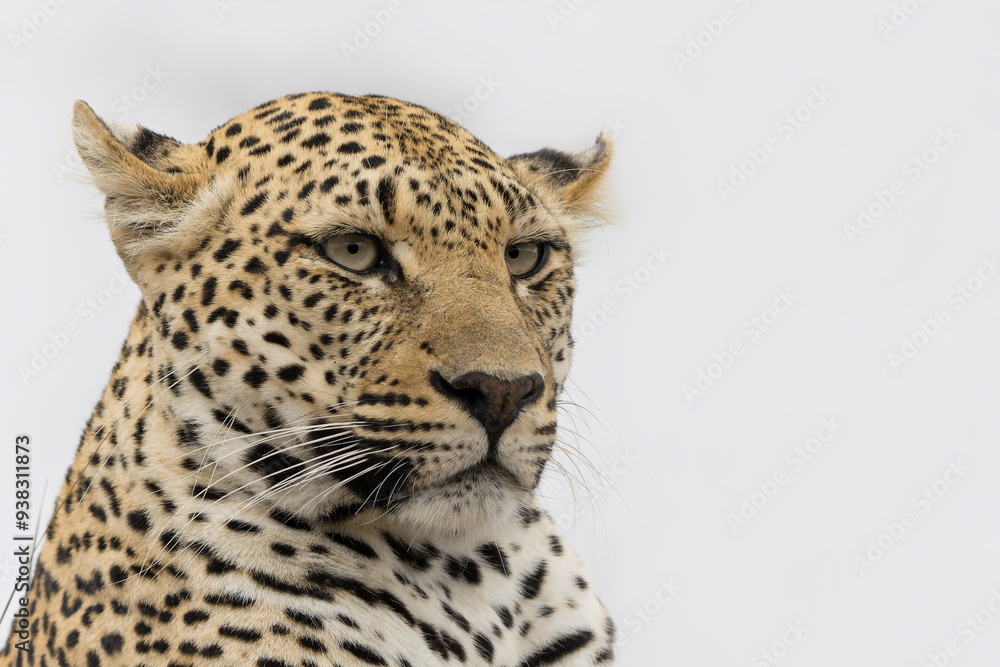 Obraz premium Leopard (Panthera pardus) female hanging around in Sabi Sands game reserve in the Greater Kruger Region in South Africa