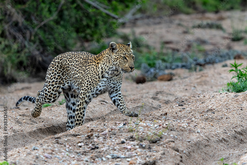 Obraz premium Leopard (Panthera pardus) female hanging around in Sabi Sands game reserve in the Greater Kruger Region in South Africa