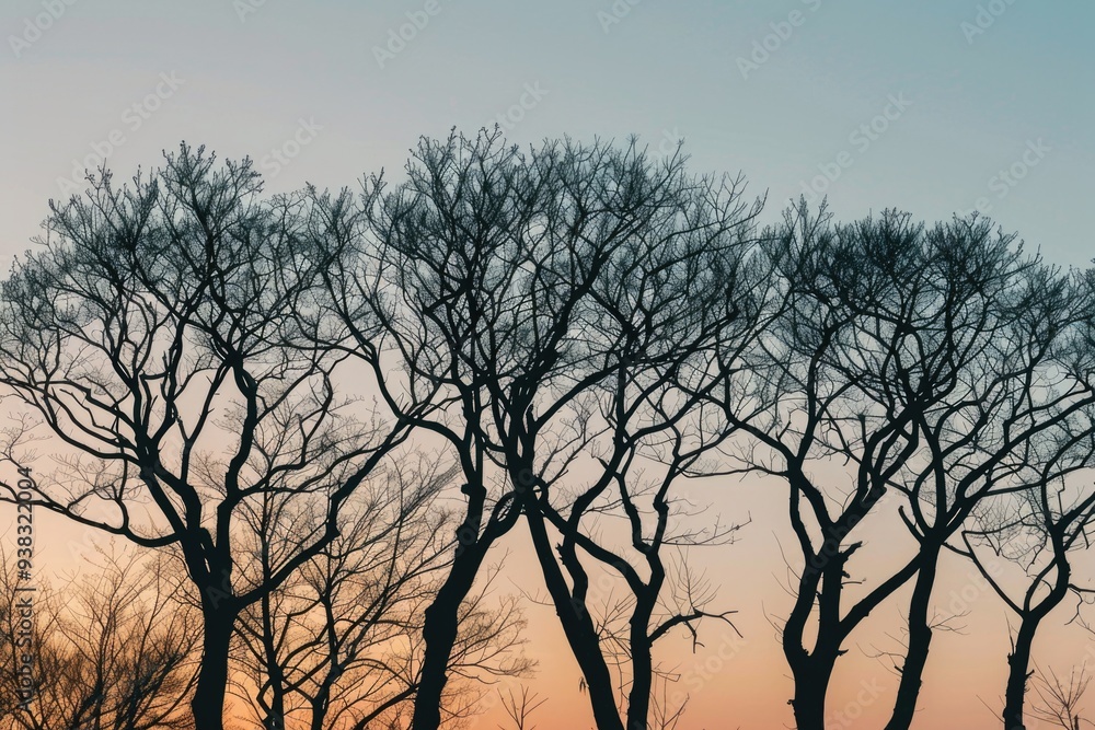 A group of evergreen trees standing tall in a snowy landscape A group of evergreen trees standing tall in a snowy landscape