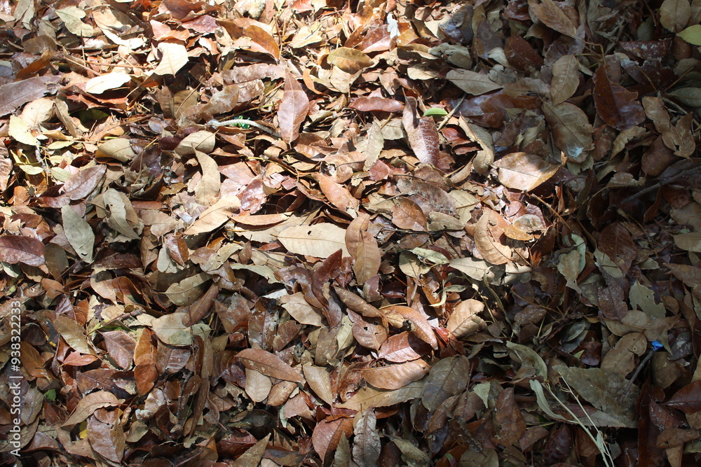 otoño otoño