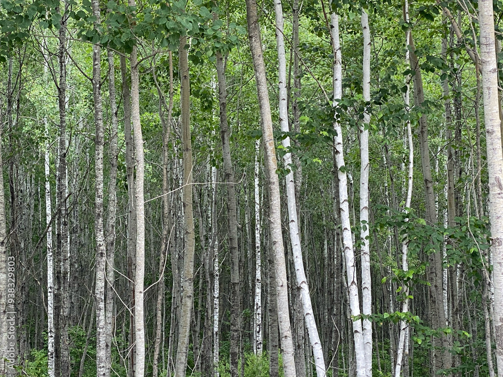 Fototapeta premium Birch Forest in Summer