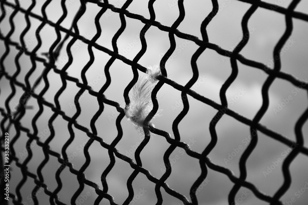 Naklejka premium feather in net cloudy landscape