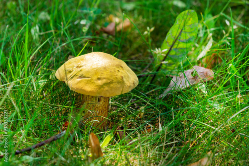 Mushroom Suillellus luridus, with yellow caps, growing in the grass photo