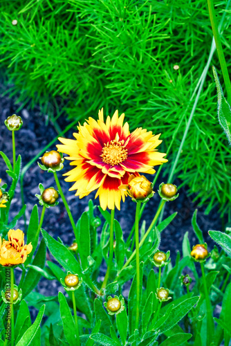 yellow flowers in the garden