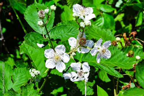 flowers in the garden