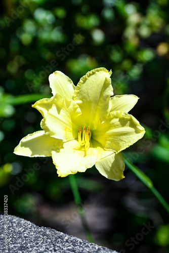 yellow daffodil flower