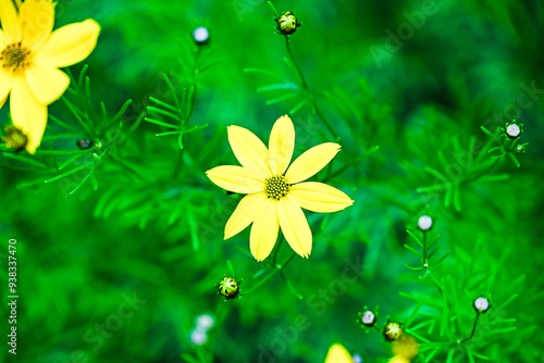 spring flower background