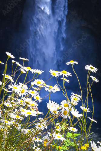 daisies in front of the waterfall