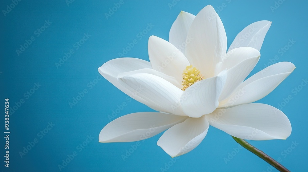 A close-up of a white flower with a blue sky in the background is a close-up of a white flower with a yellow center A close-up of a white flower with a blue sky in the background is a close-up of a white flower with a yellow center