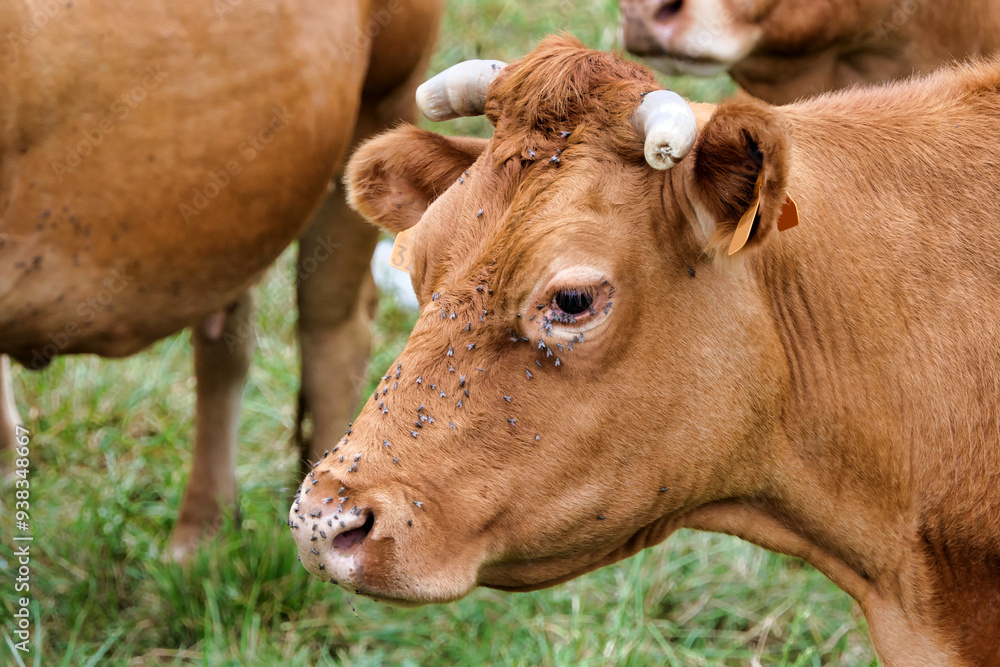 Close up of a Limousin cow with shorn horns, sadly covered in flies due to the field being next to a municipal waste dump Close up of a Limousin cow with shorn horns, sadly covered in flies due to the field being next to a municipal waste dump