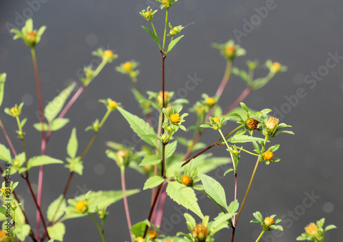 Bidens frondosa grows in nature photo