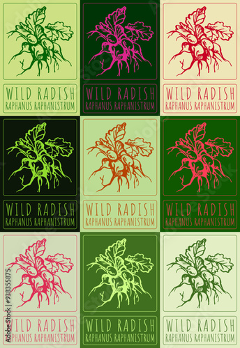 Set of vector drawing WILD RADISH in various colors. Hand drawn illustration. Latin name is RAPHANUS RAPHANISTRUM.
