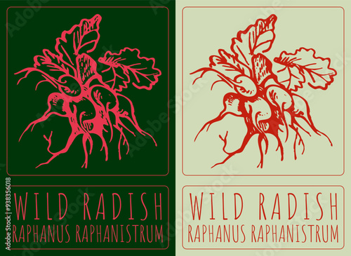 Vector drawing WILD RADISH. Hand drawn illustration. Latin name is RAPHANUS RAPHANISTRUM.
