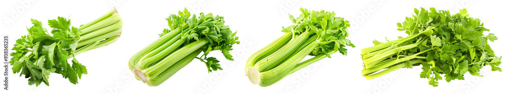 Set of Coriander leaves isolated on transparent background Set of Coriander leaves isolated on transparent background