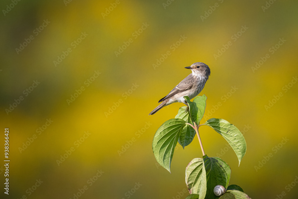 Obraz premium On a sunny summer day, an adult Spotted flycatcher sits on a green plant towards the camera lens with a yellow-olive background.