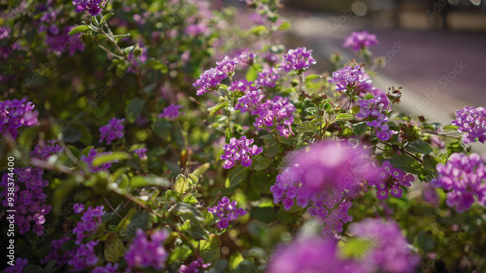 Vibrant purple lantana camara flowers thriving outdoors in sunlit murcia, spain, with lush green foliage. Vibrant purple lantana camara flowers thriving outdoors in sunlit murcia, spain, with lush green foliage.
