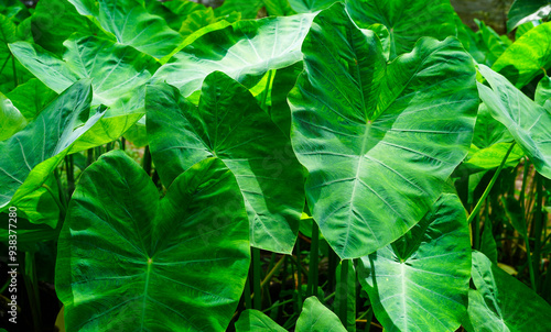 Bild auf Leinwand The texture and motif of the taro leaves, tubers eaten as a root crop