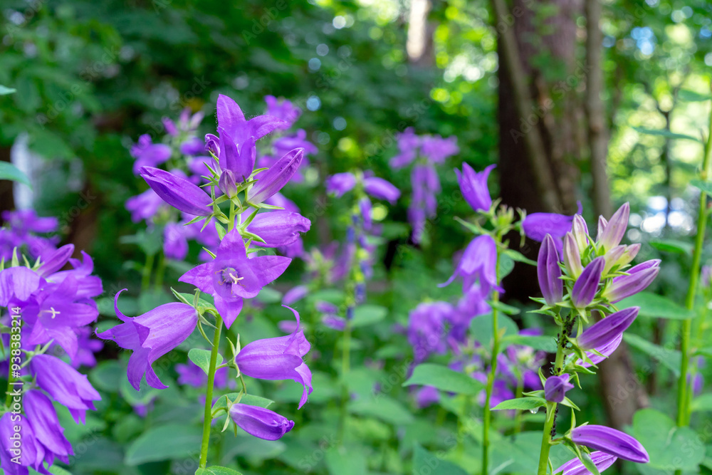Blue purple bellflower Campanula latifolia in the summer garden. Blue purple bellflower Campanula latifolia in the summer garden.