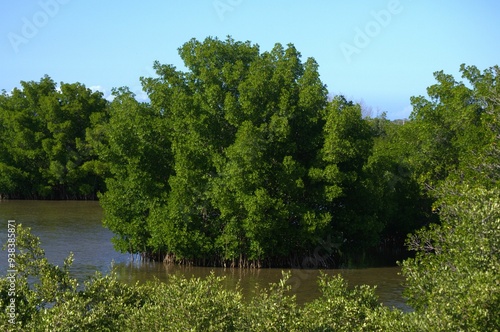 Mangrove areas on Margarita Island.
An island like Margarita has large areas of mangroves, some like Restinga declared a national park.