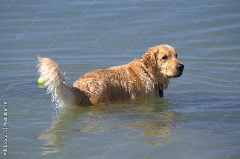 A dog plays with his ball on Margarita Beach.
The ball is a golden's best friend, or anything he likes to chase, if it is in the water much better! A dog plays with his ball on Margarita Beach.
The ball is a golden's best friend, or anything he likes to chase, if it is in the water much better!