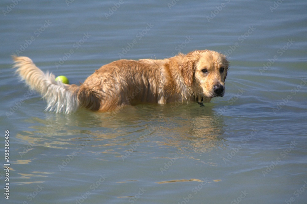 A dog plays with his ball on Margarita Beach.
The ball is a golden's best friend, or anything he likes to chase, if it is in the water much better! A dog plays with his ball on Margarita Beach.
The ball is a golden's best friend, or anything he likes to chase, if it is in the water much better!