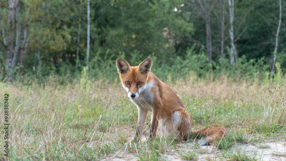 Schüchterner Fuchs Schüchterner Fuchs
