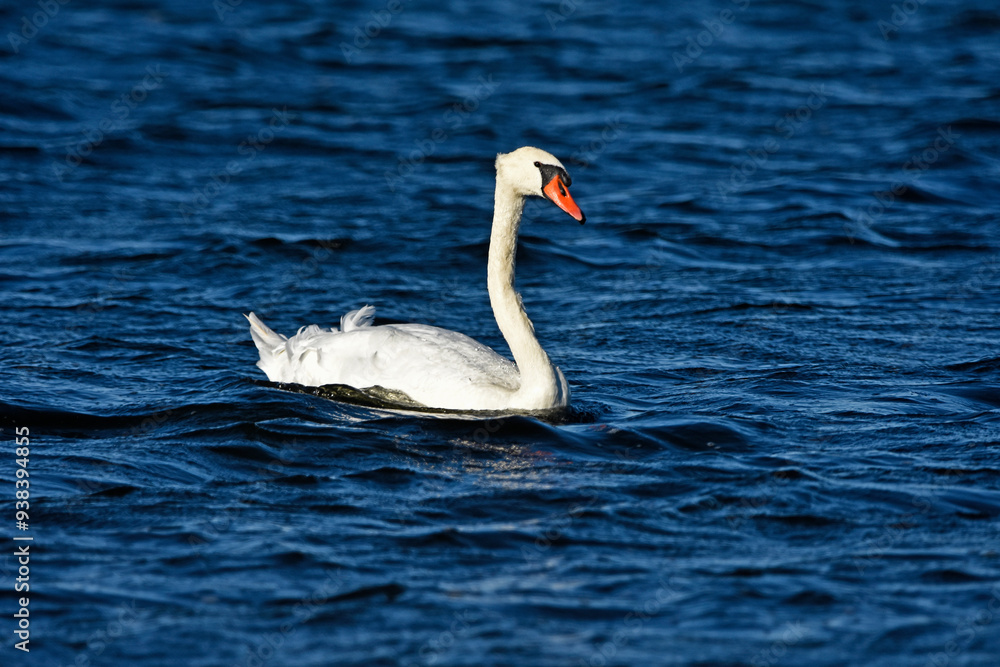 Naklejka premium Mute swan on the water, Baltic Sea