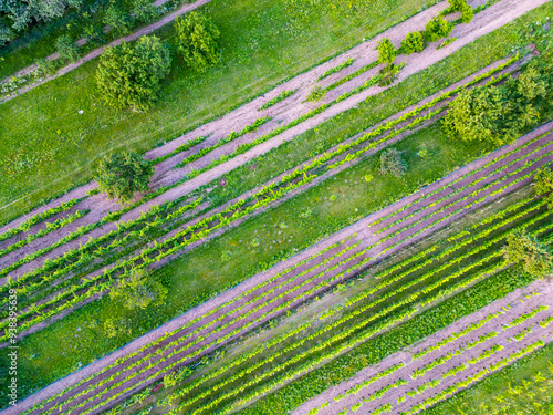 An aerial drone shot captures the neat rows of vineyards from above, highlighting the symmetry and beauty of the lush green grapevines stretching into the distance. photo