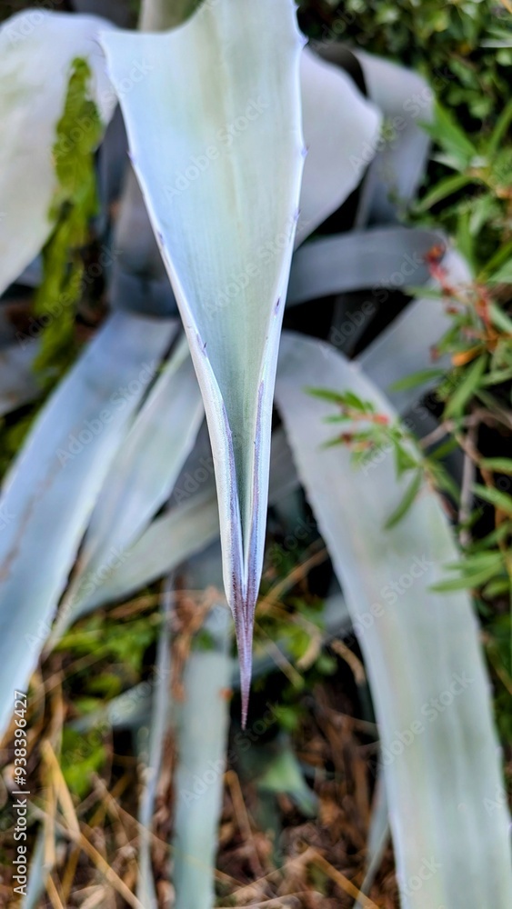 Obraz premium POUZILHAC (Gard)