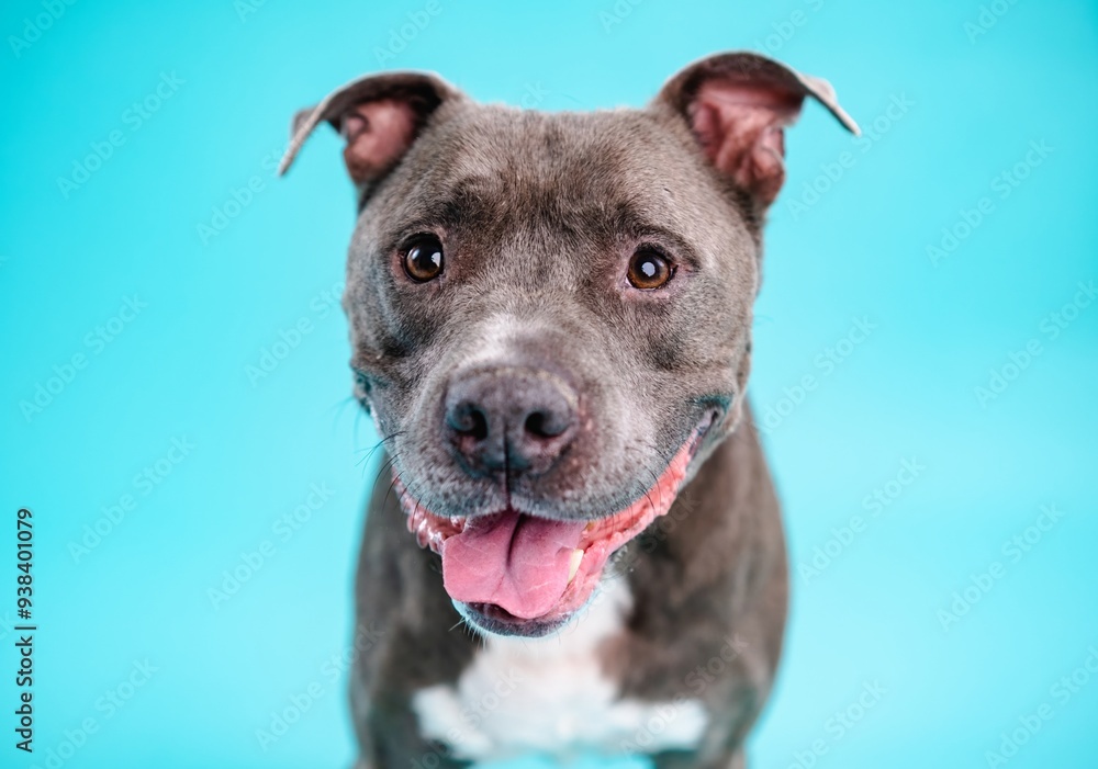 Obraz premium Adorable American Pitbull dog in blue studio