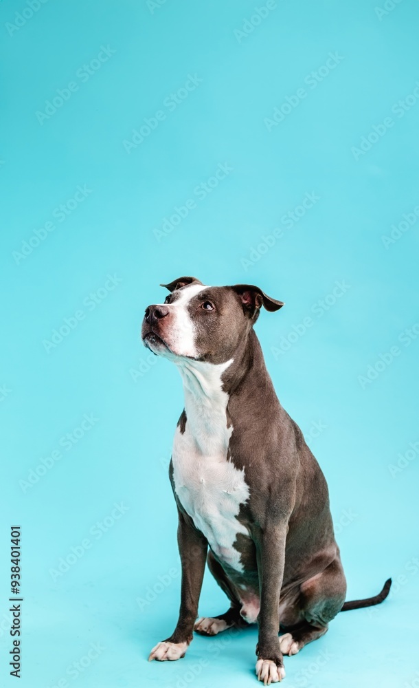 Cute Pitbull Blue dog sitting in blue studio Cute Pitbull Blue dog sitting in blue studio