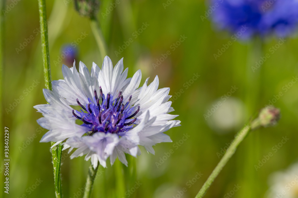 Close up of a purple and white cornflower (centaurea cyanus) Close up of a purple and white cornflower (centaurea cyanus)