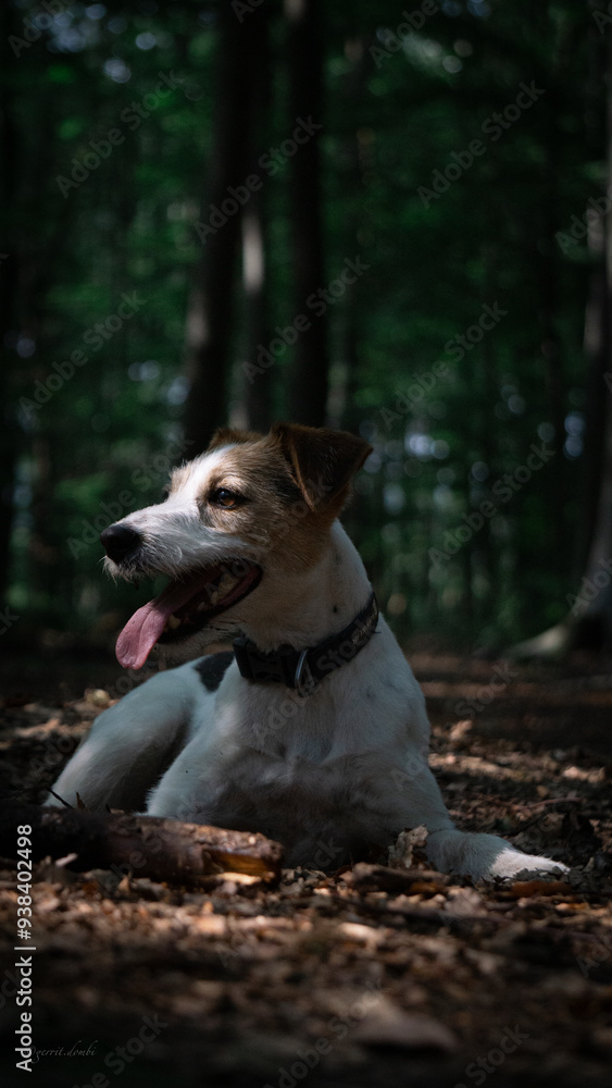 Parson Russel Terrier im Wald Parson Russel Terrier im Wald