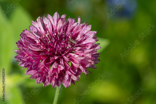 Close up of a pink cornflower (centaurea cyanus)