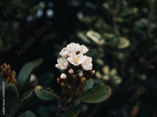 White flowers in the garden #938404465