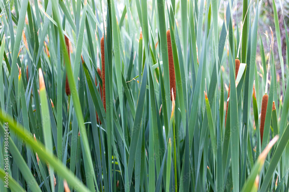 Obraz premium Cattails green wall 