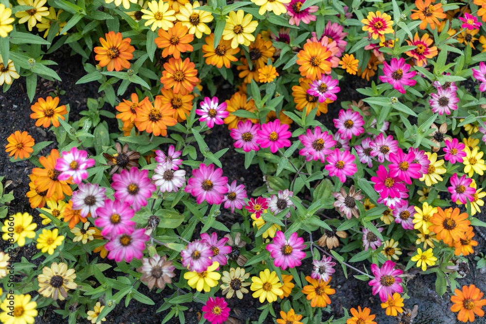 Obraz premium flowers in the garden