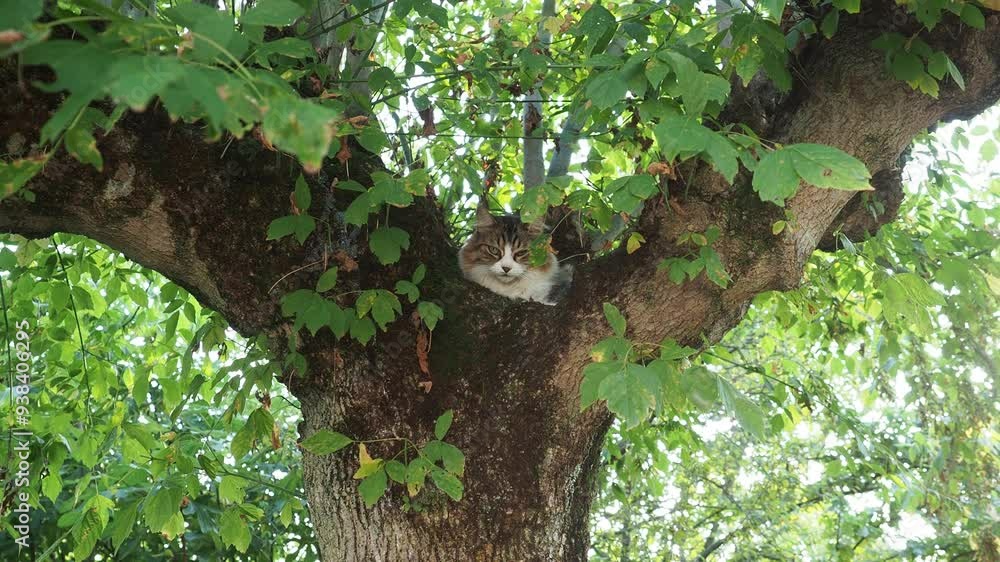 cat on tree hand held camera