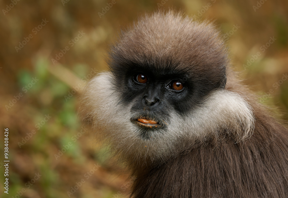 Purple-faced langur Semnopithecus vetulus also purple-faced leaf monkey, Old World monkey that endemic to Sri Lanka, long-tailed arboreal monkey, eating leafs and blossoms in the jungle Purple-faced langur Semnopithecus vetulus also purple-faced leaf monkey, Old World monkey that endemic to Sri Lanka, long-tailed arboreal monkey, eating leafs and blossoms in the jungle