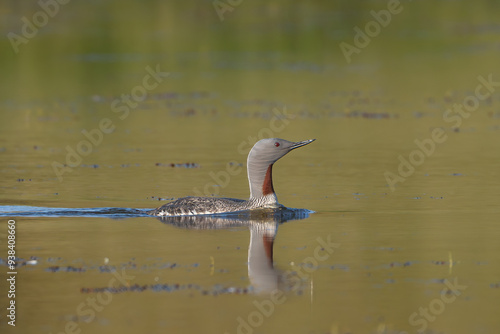 Red-throated loon, red-throated diver - Gavia stellata in breeding plumage swimming in water. Photo from Djupivogur in East Iceland. photo